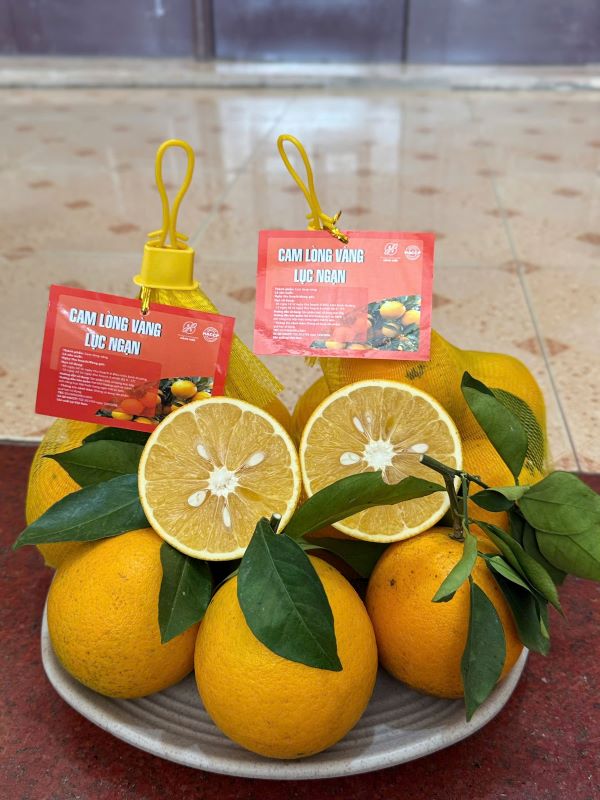 Cam lòng vàng Lục Ngạn - Hợp Tác Xã Dịch Vụ Nông Nghiệp Hằng Hiếu